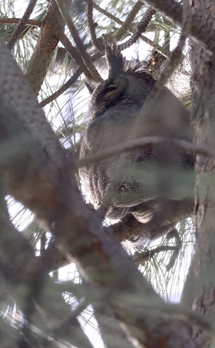 Great Horned Owl - Ian Walker