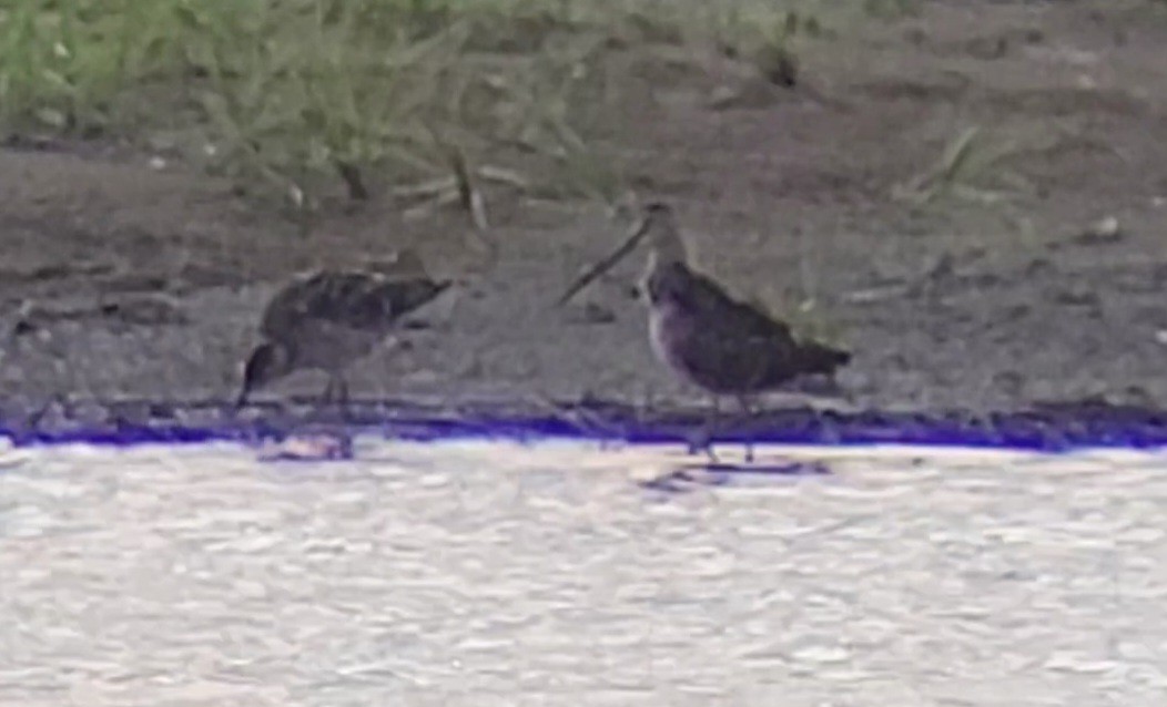 Long-billed Dowitcher - ML617451248