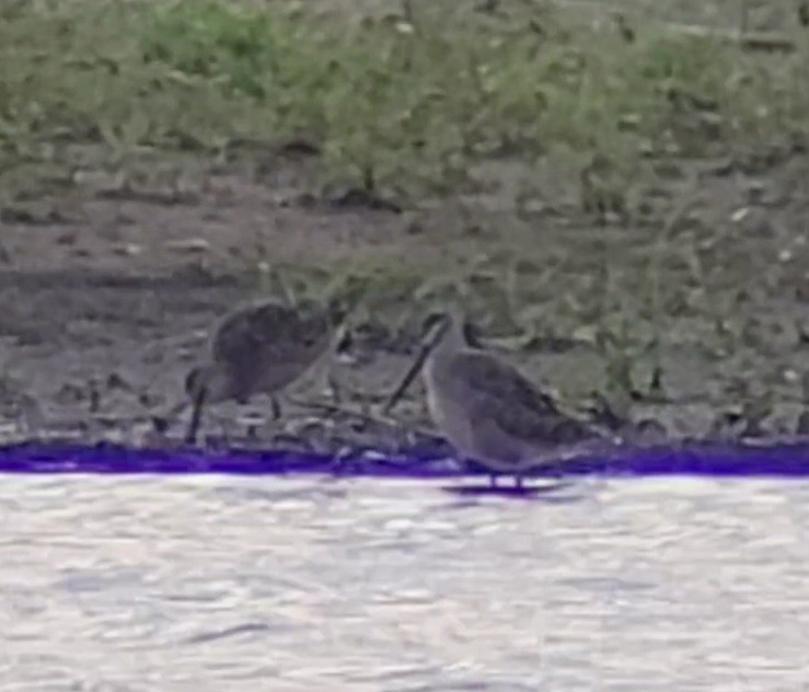 Long-billed Dowitcher - ML617451249