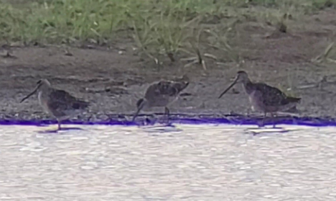 Long-billed Dowitcher - ML617451250