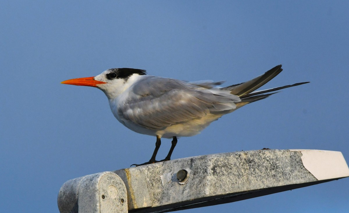 Royal Tern - John Dreves