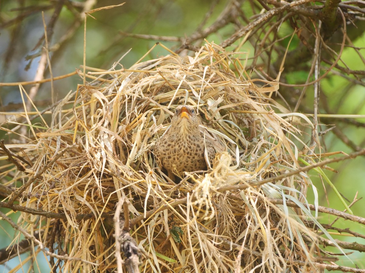 Rufous-tailed Weaver - ML617451255