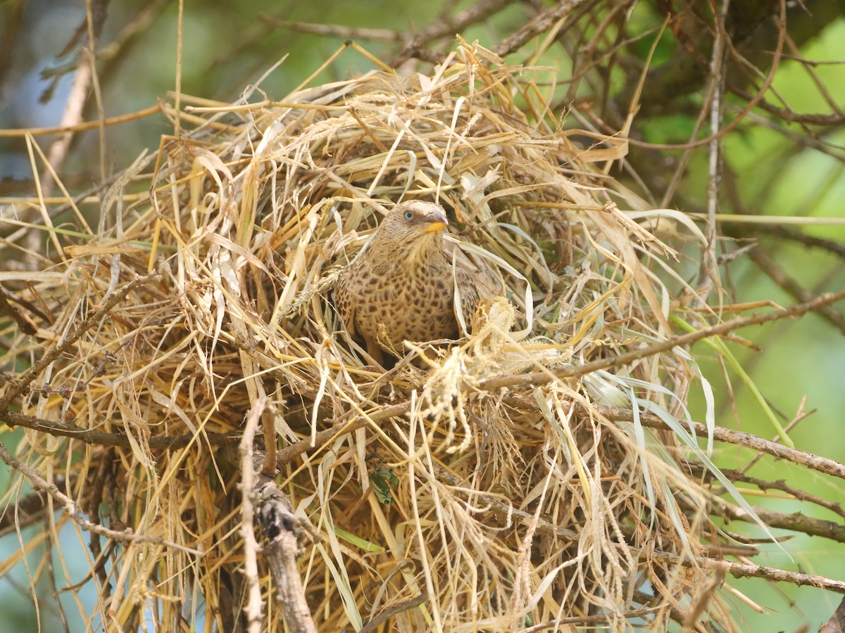 Rufous-tailed Weaver - ML617451260