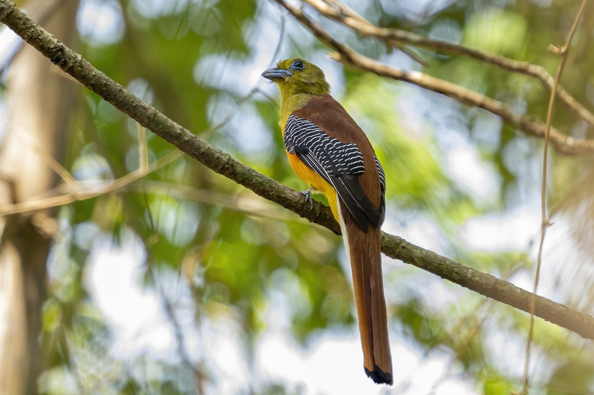 trogon oranžovoprsý - ML617451261