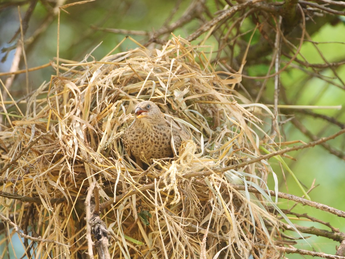 Rufous-tailed Weaver - ML617451262