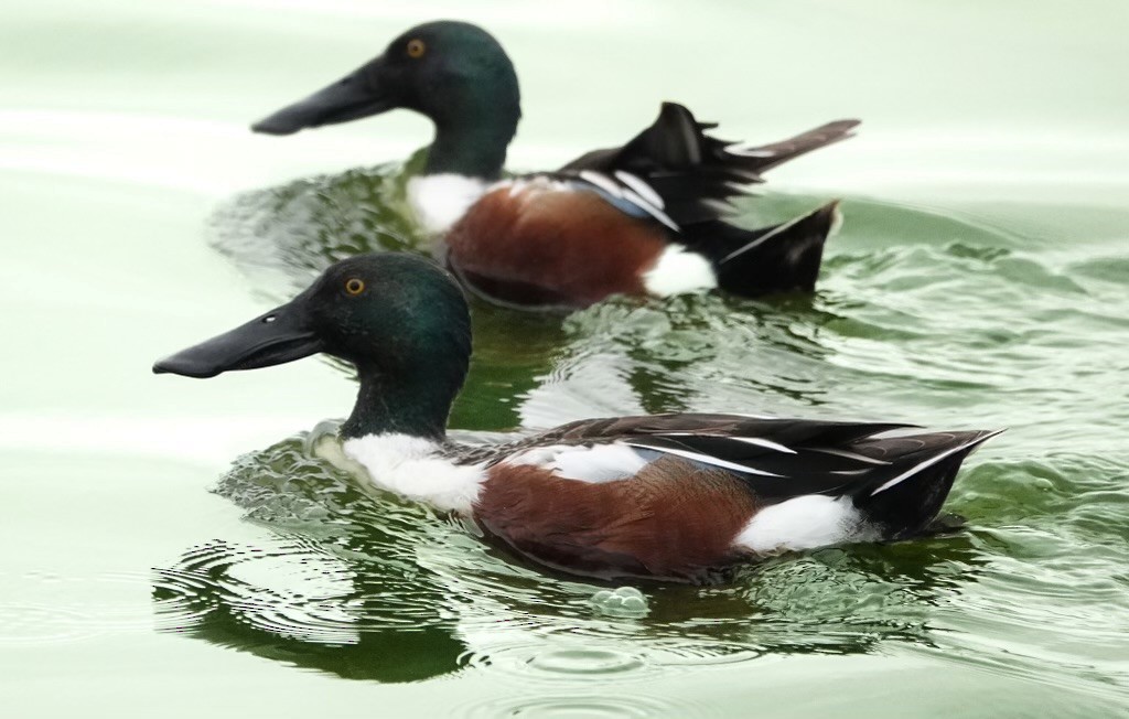 Northern Shoveler - ML617451263