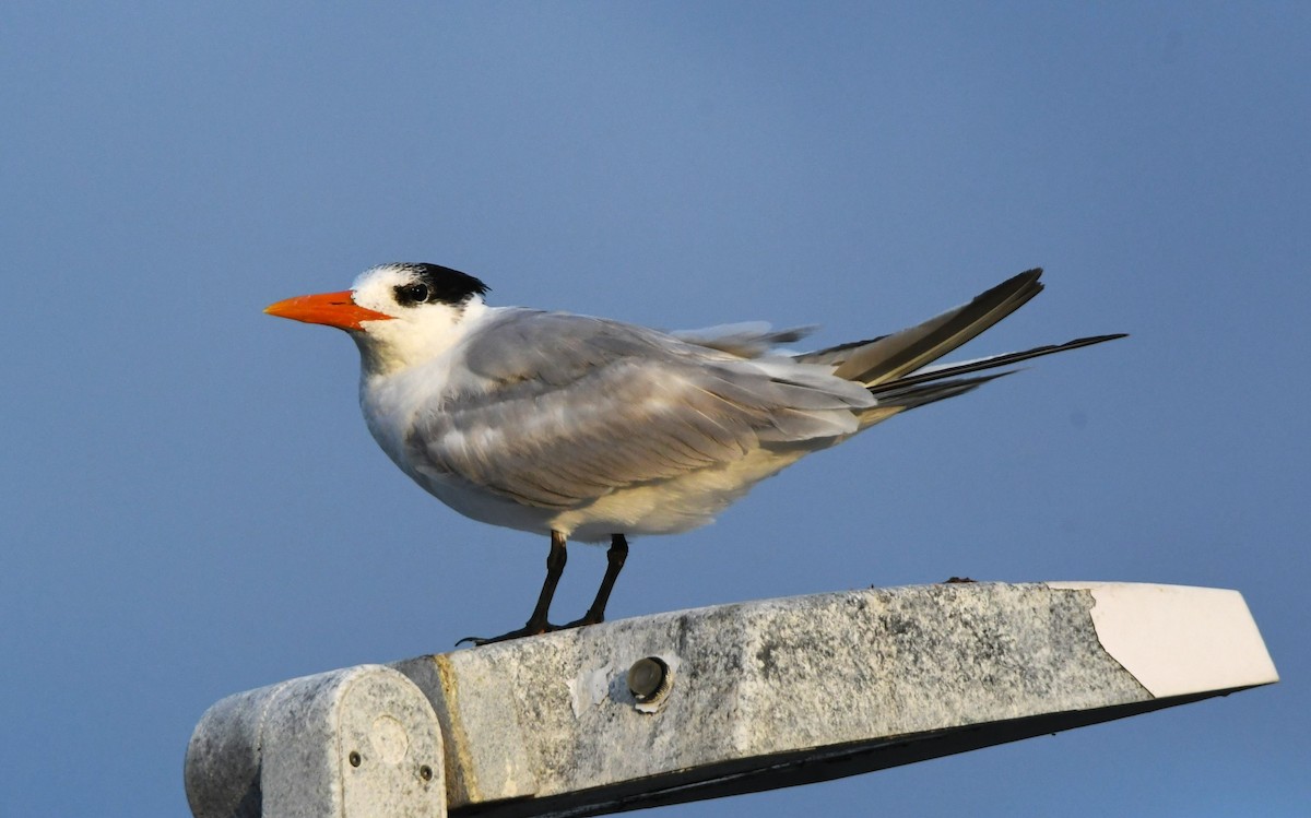 Royal Tern - John Dreves