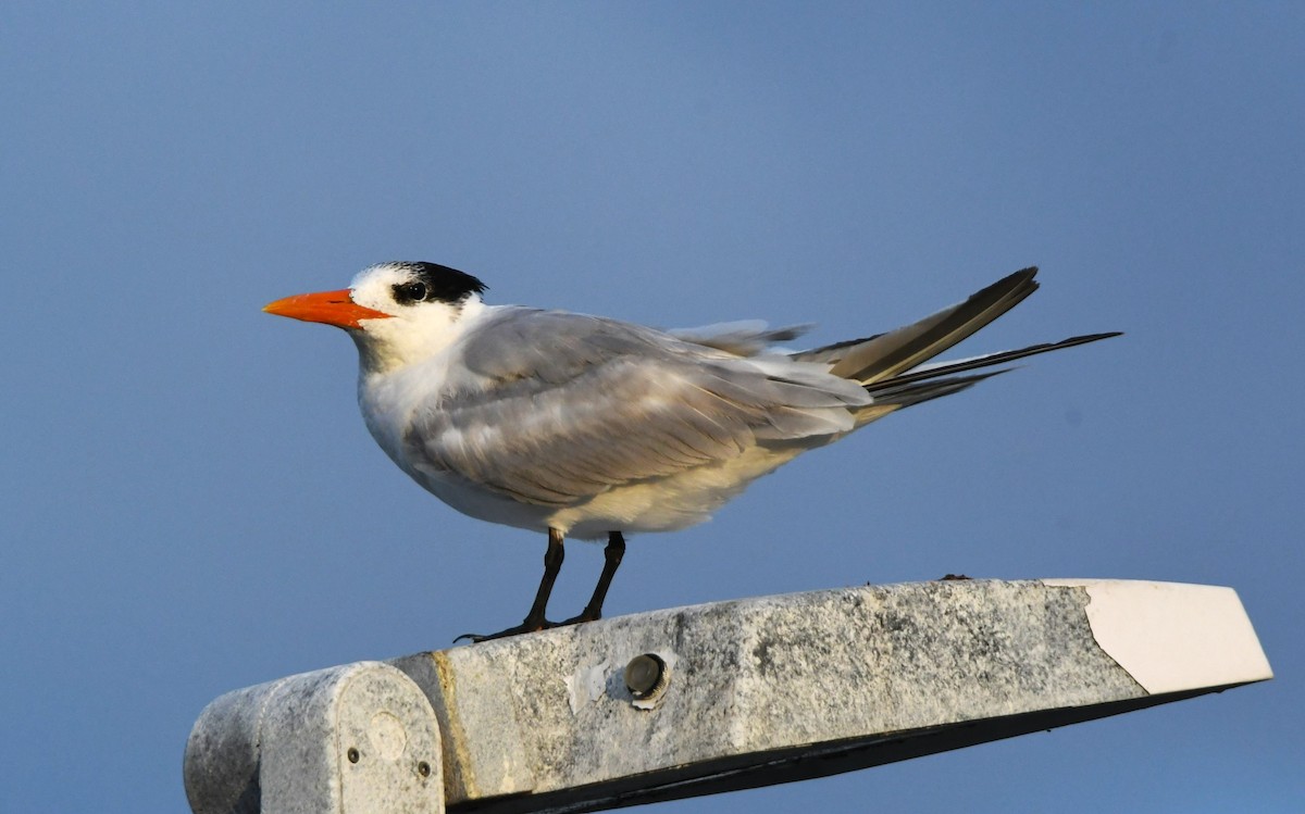 Royal Tern - ML617451264