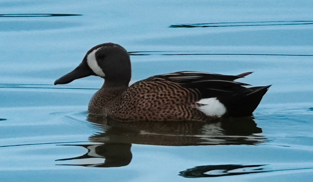 Blue-winged Teal - ML617451268