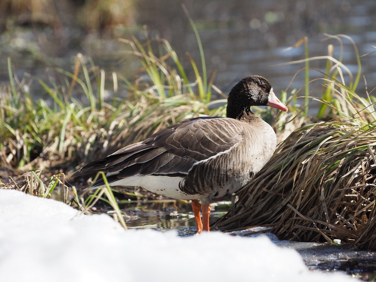 Greater White-fronted Goose - ML617451272
