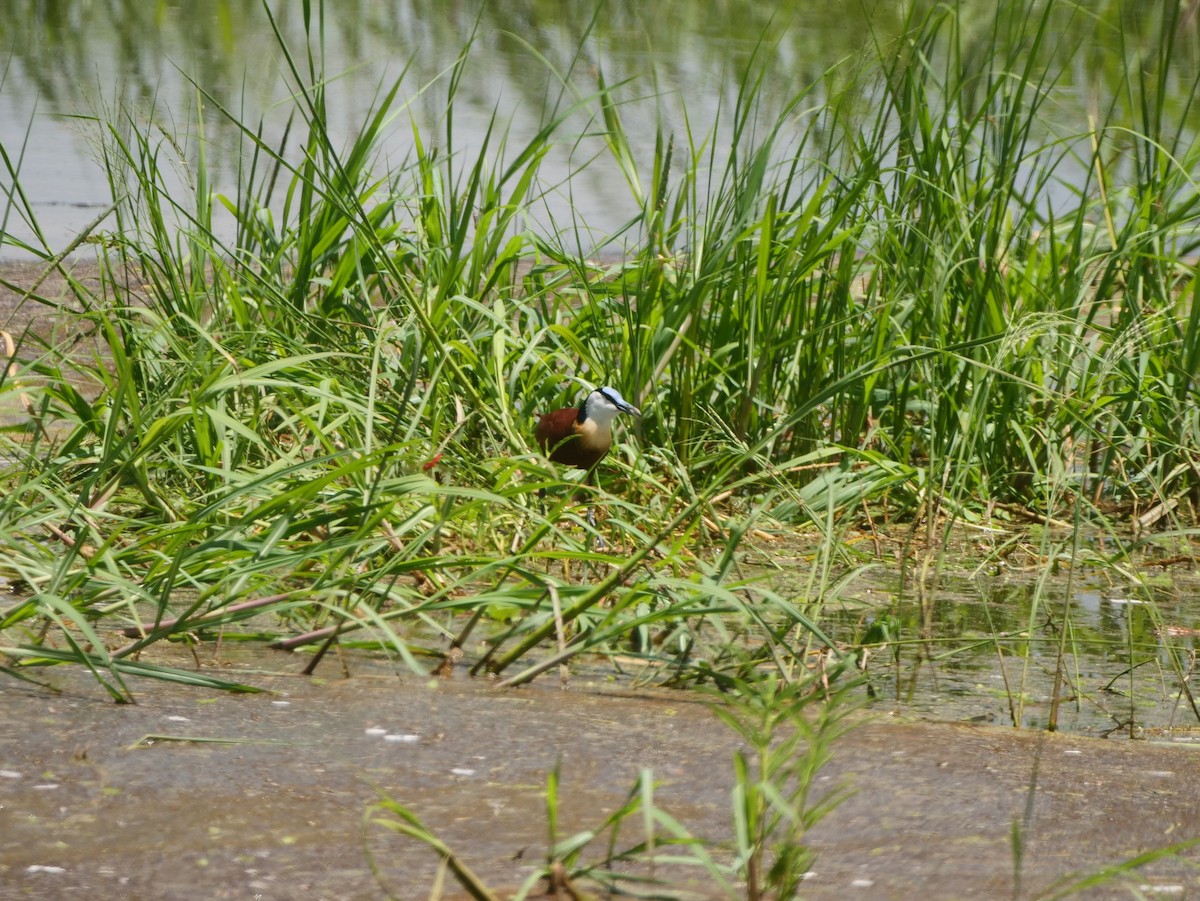 African Jacana - ML617451279