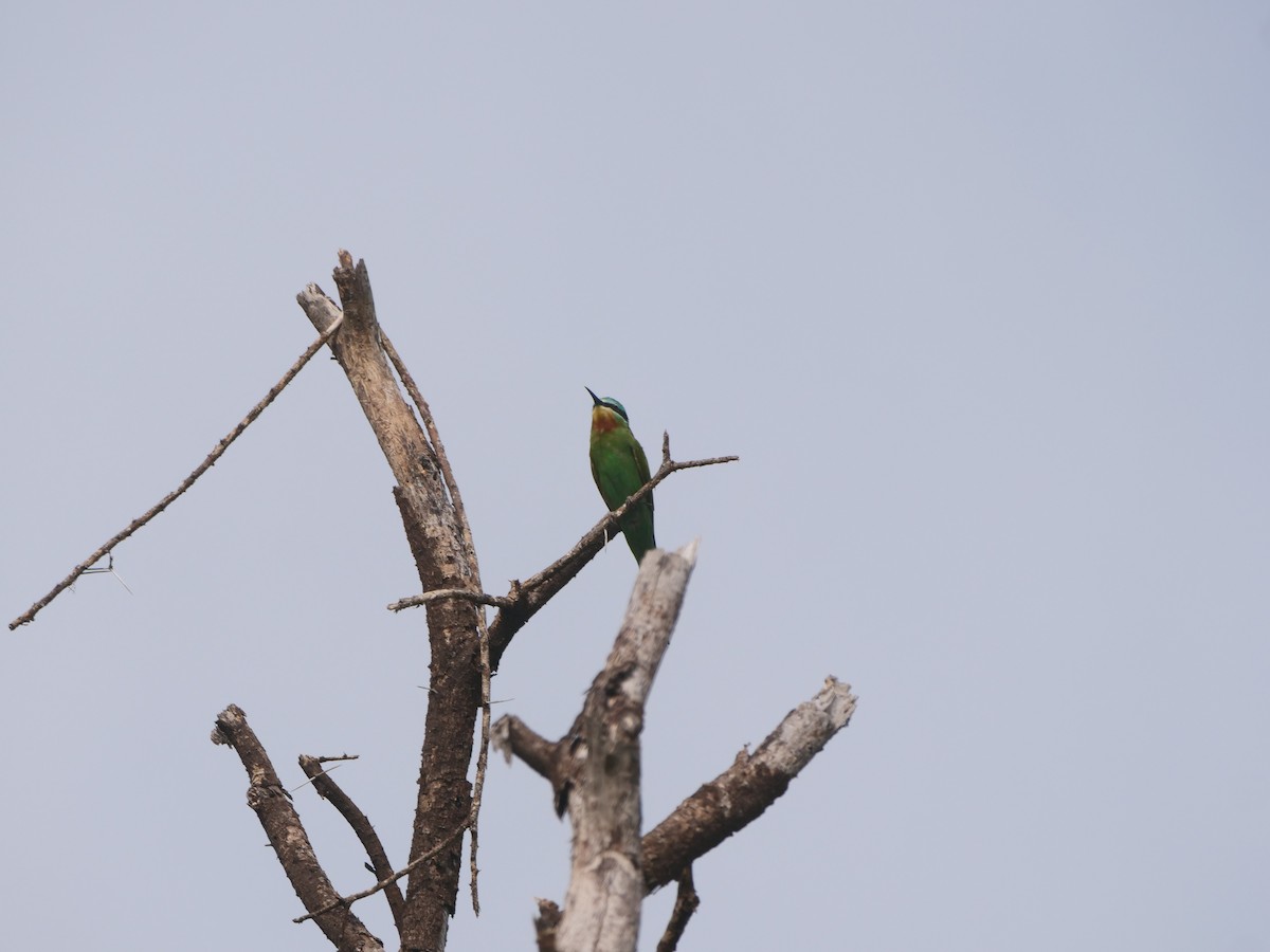 Blue-cheeked Bee-eater - ML617451314