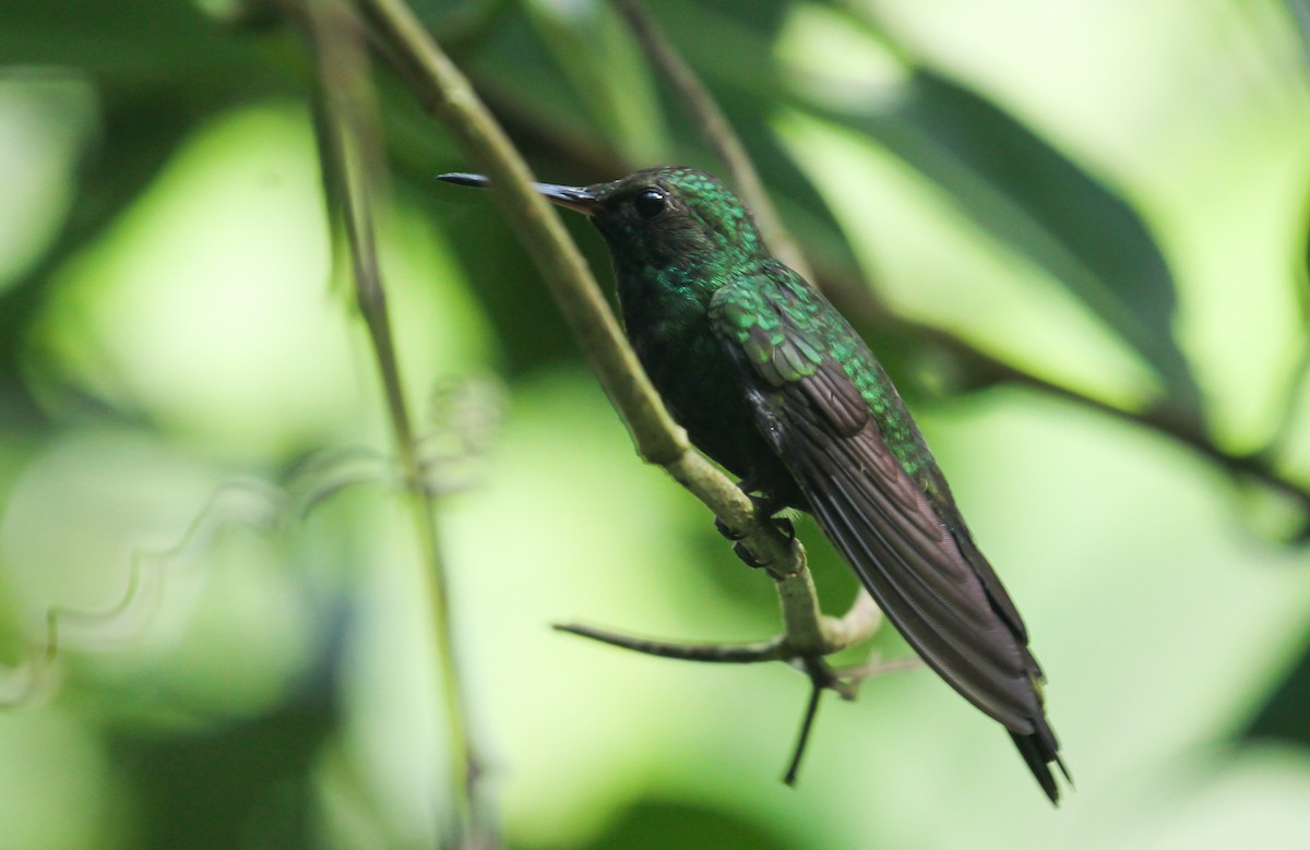 kolibřík haitský - ML617451327