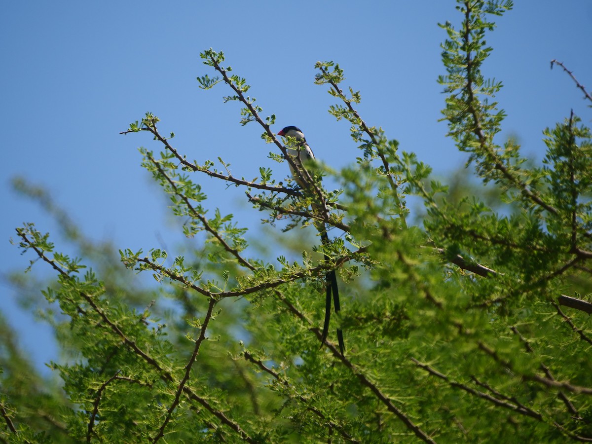 Pin-tailed Whydah - ML617451339