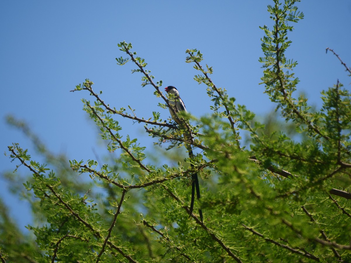 Pin-tailed Whydah - ML617451340