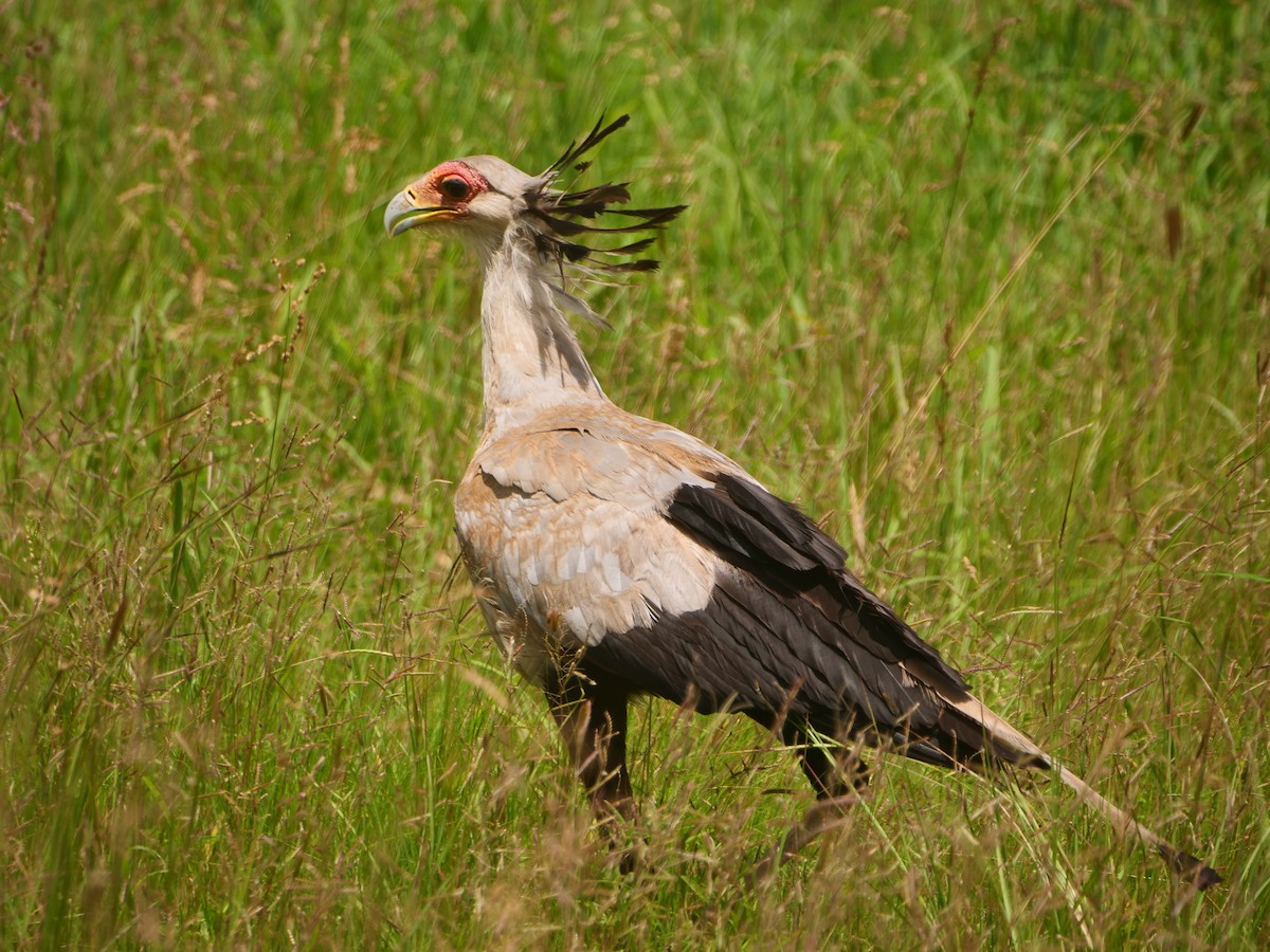 Secretarybird - ML617451349