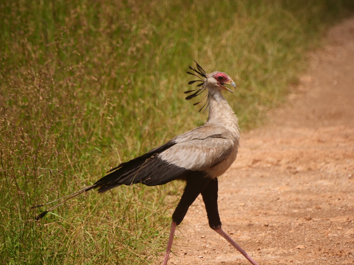 Secretarybird - ML617451351