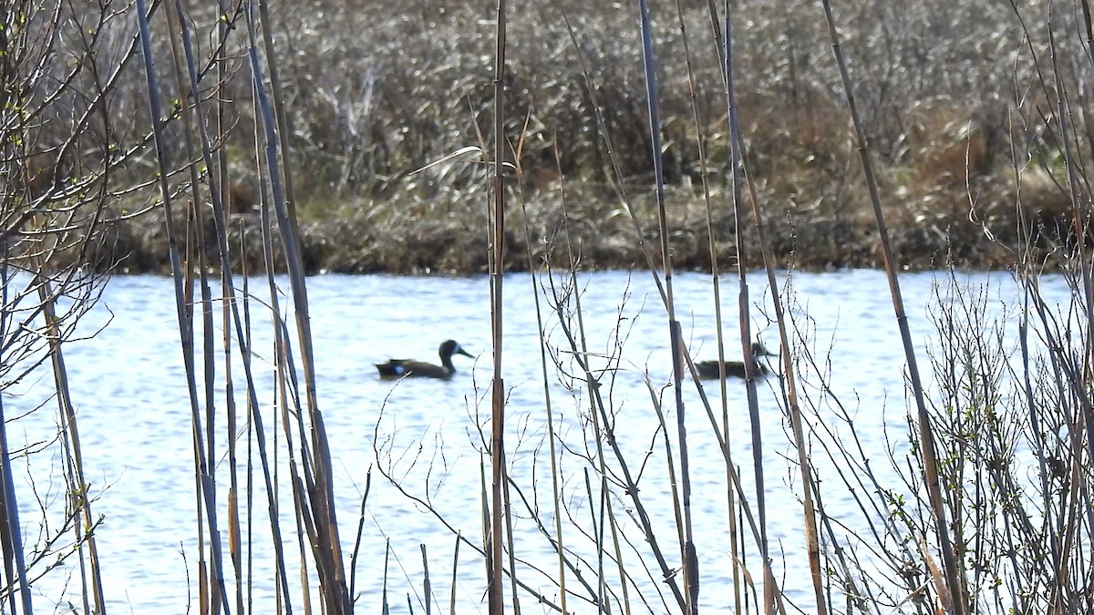 Blue-winged Teal - ML617451365