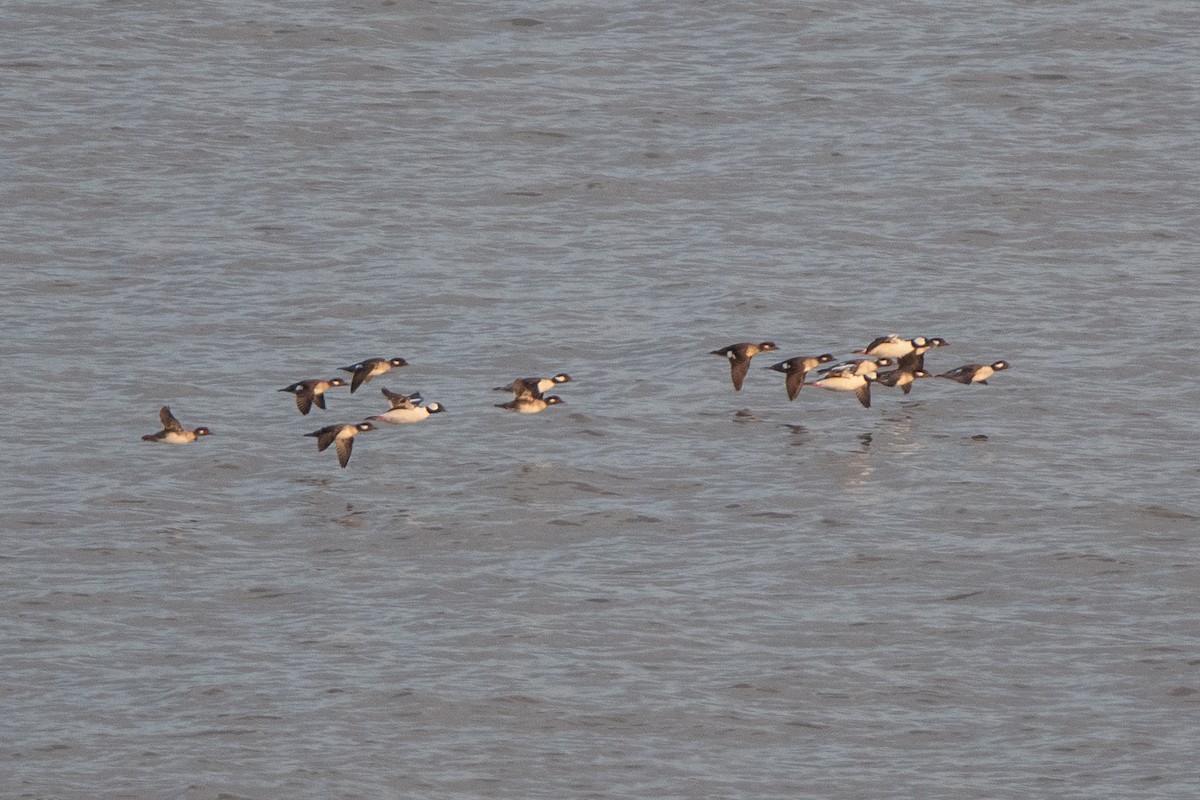 Bufflehead - ML617451390