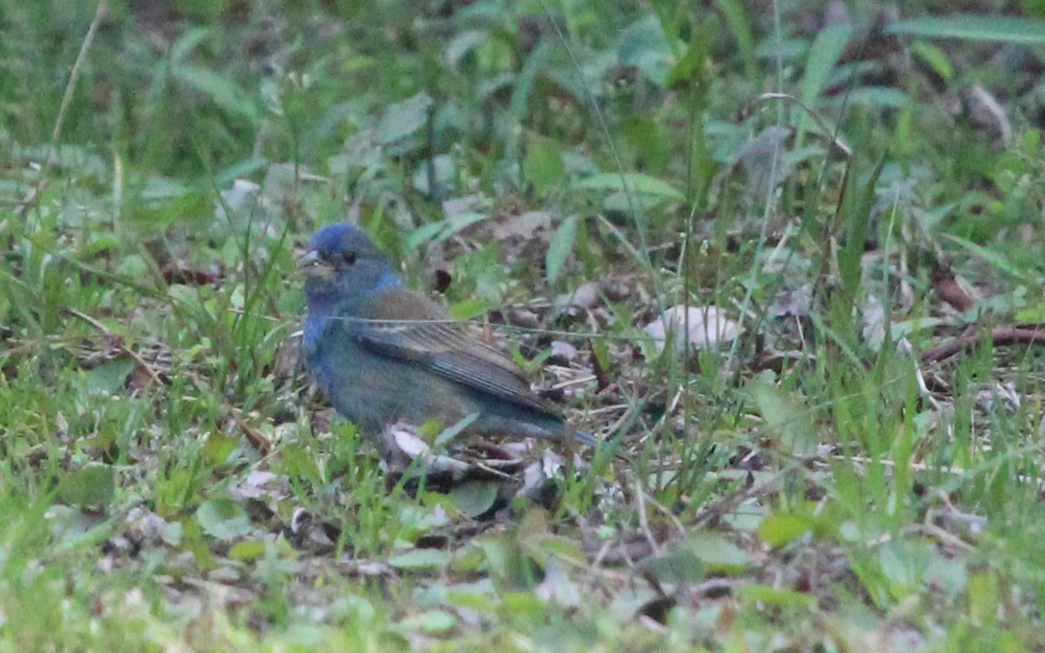 Indigo Bunting - Ben Schleis