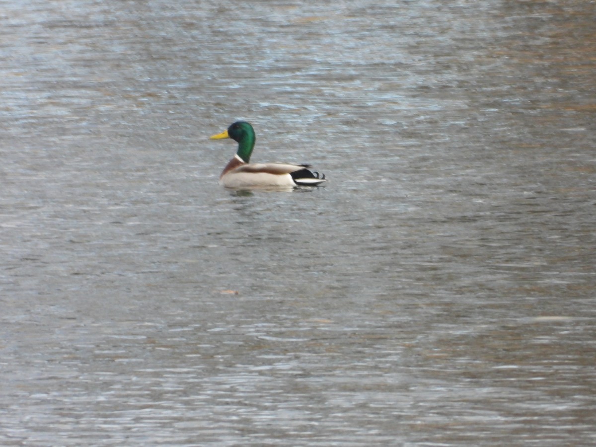 Mallard - ML617451459