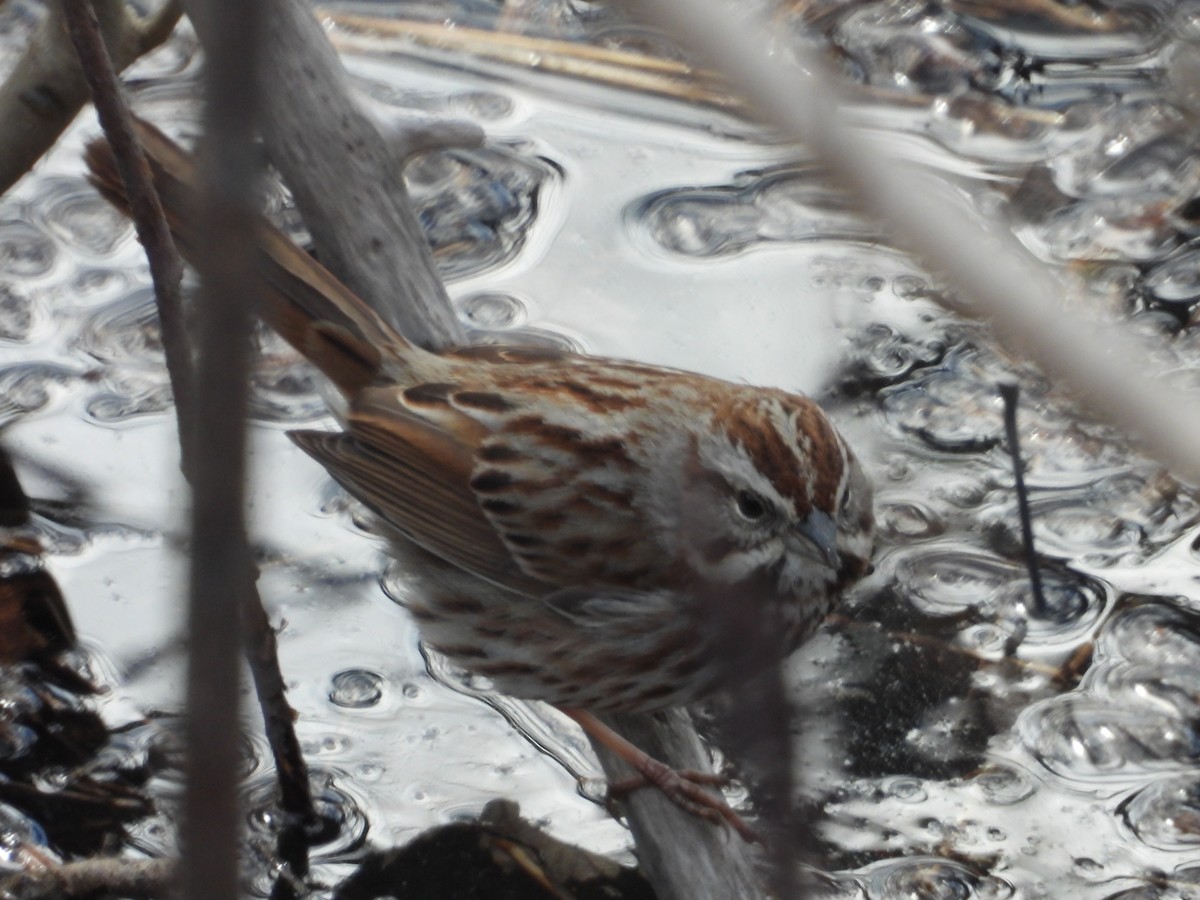 Song Sparrow - ML617451463