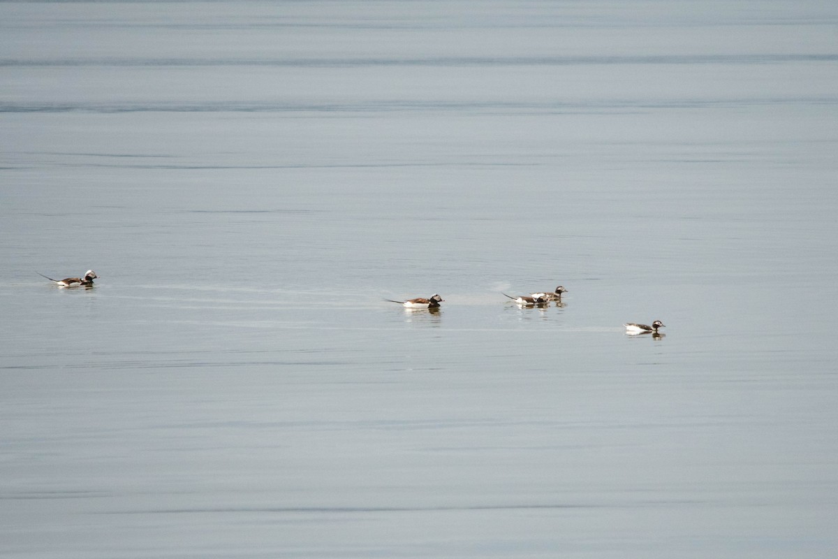 Long-tailed Duck - ML617451464