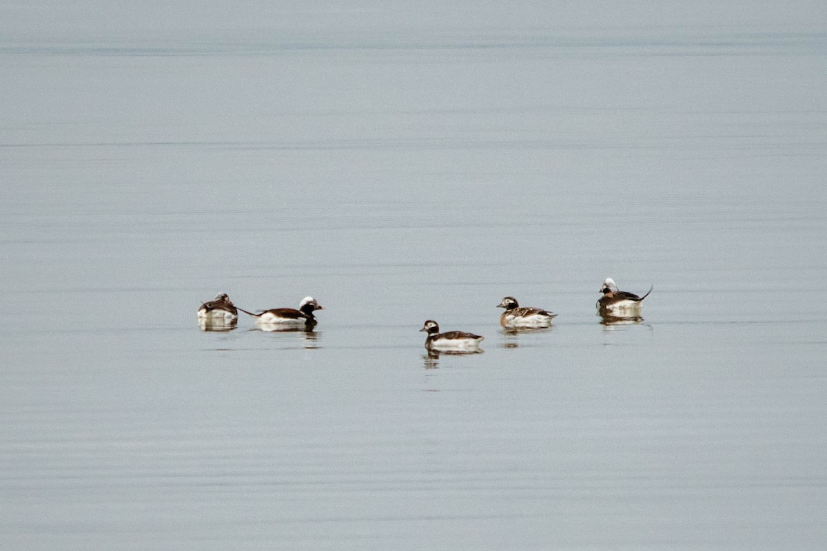 Long-tailed Duck - Jean-Daniel Fiset