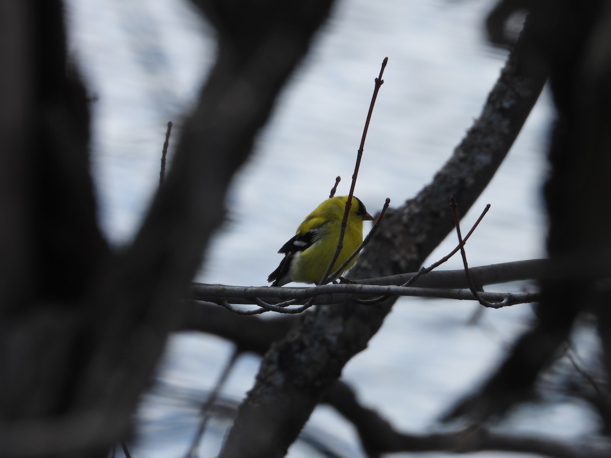 American Goldfinch - Denis Provencher COHL