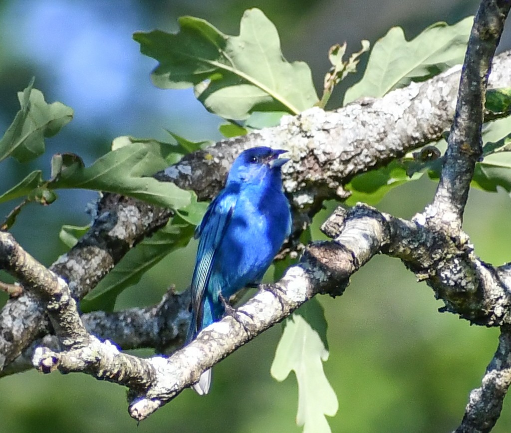 Indigo Bunting - Elaine Thomas