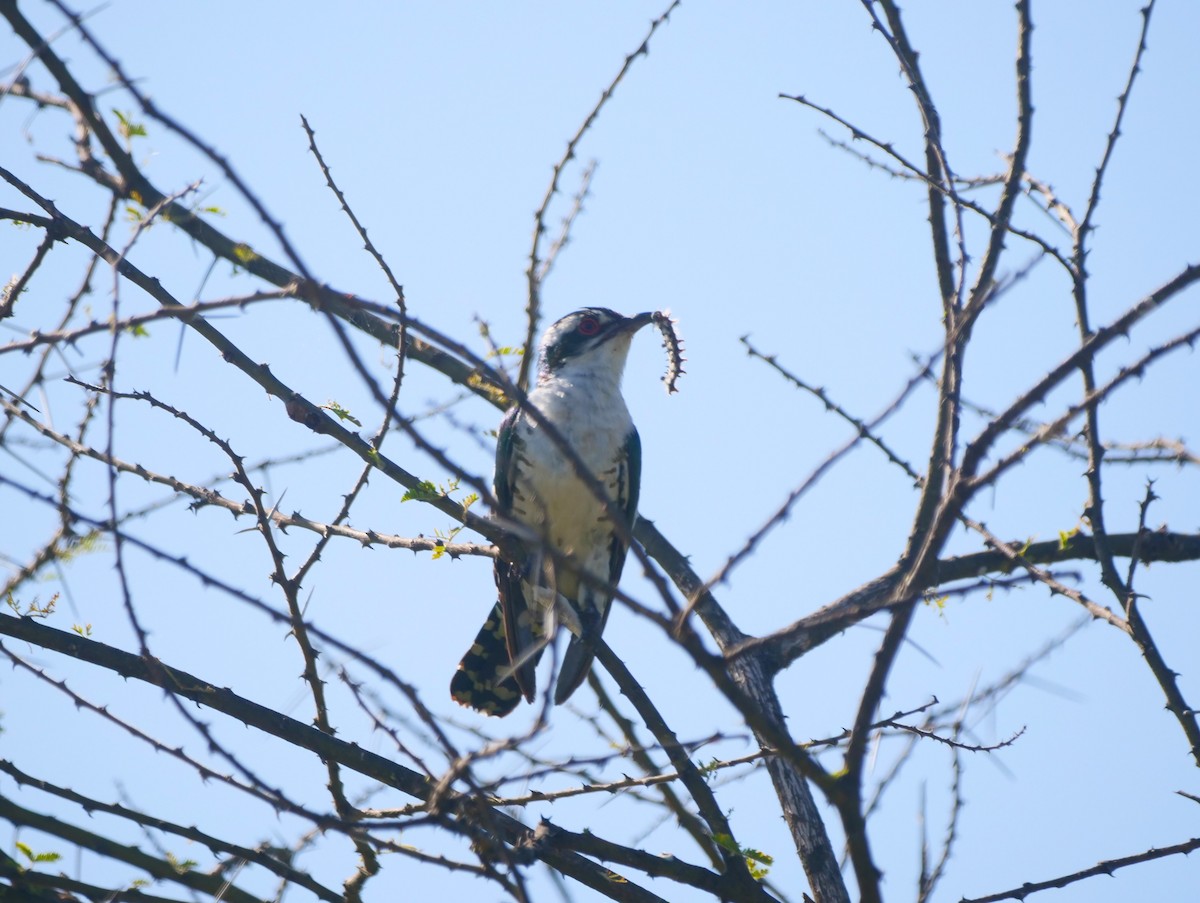 Dideric Cuckoo - Brett Hartl