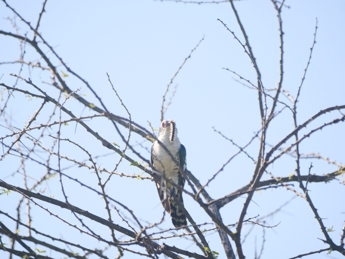 Dideric Cuckoo - ML617451492