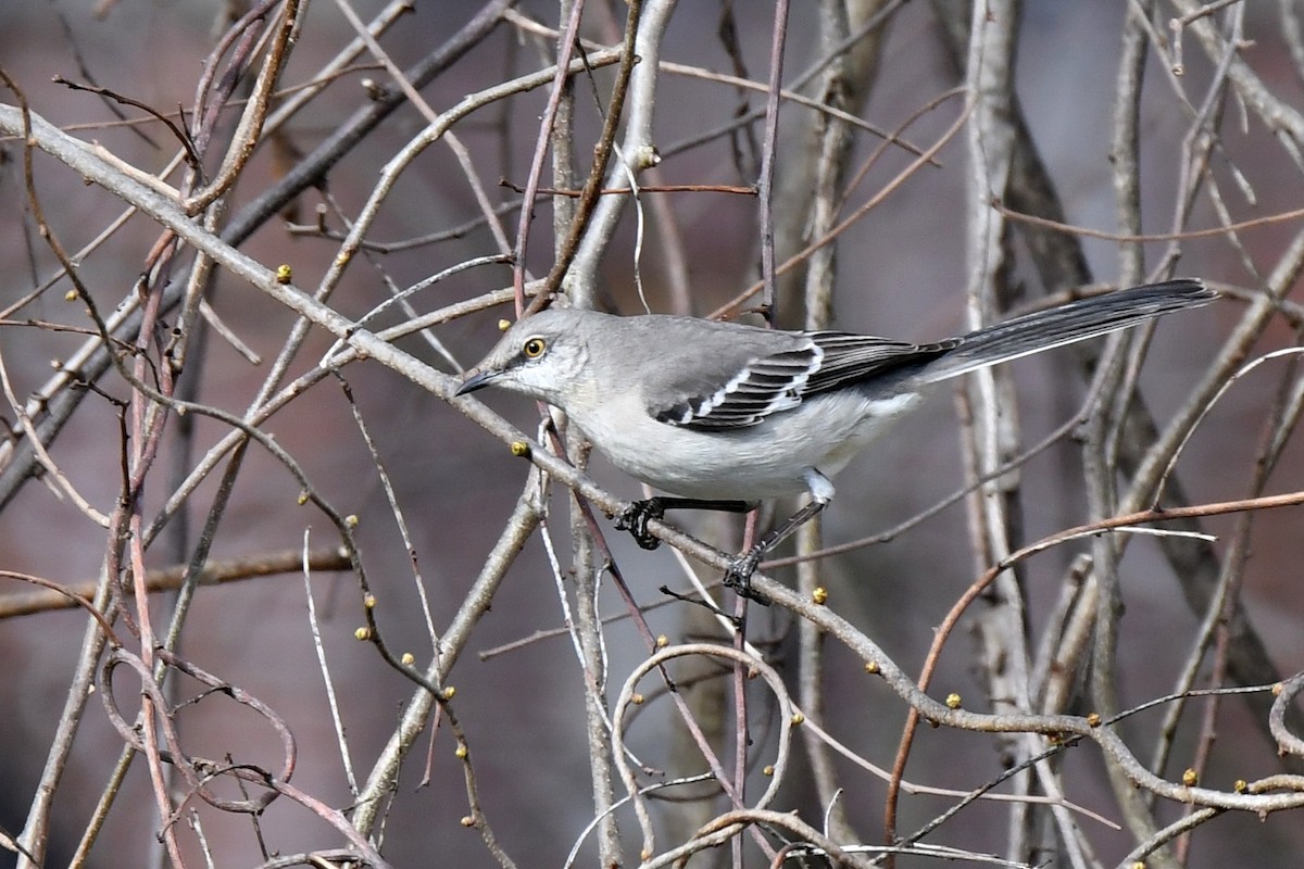 Northern Mockingbird - ML617451528