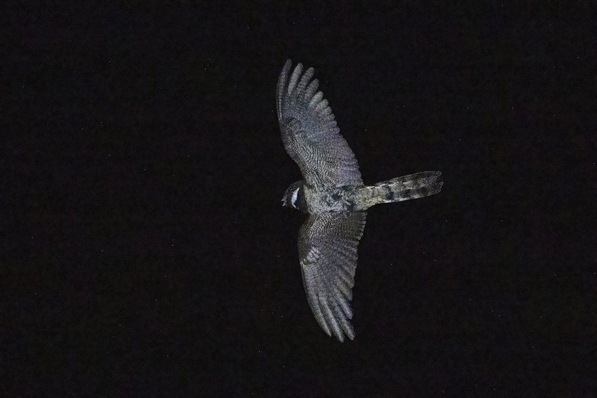 Great Eared-Nightjar - ML617451546