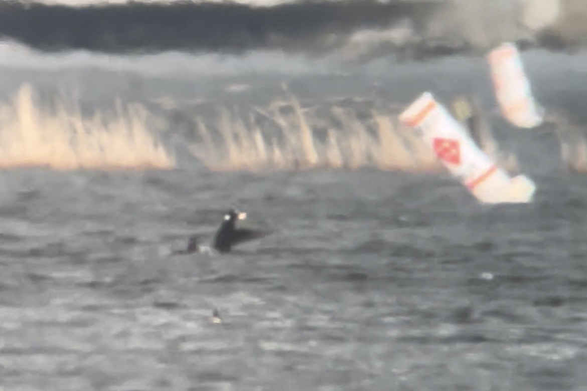 Surf Scoter - ML617451584