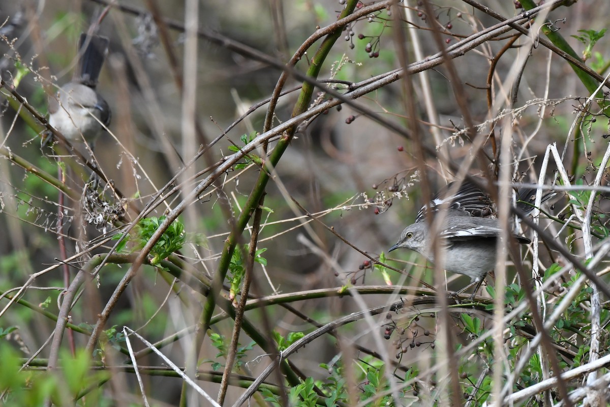 Northern Mockingbird - ML617451636