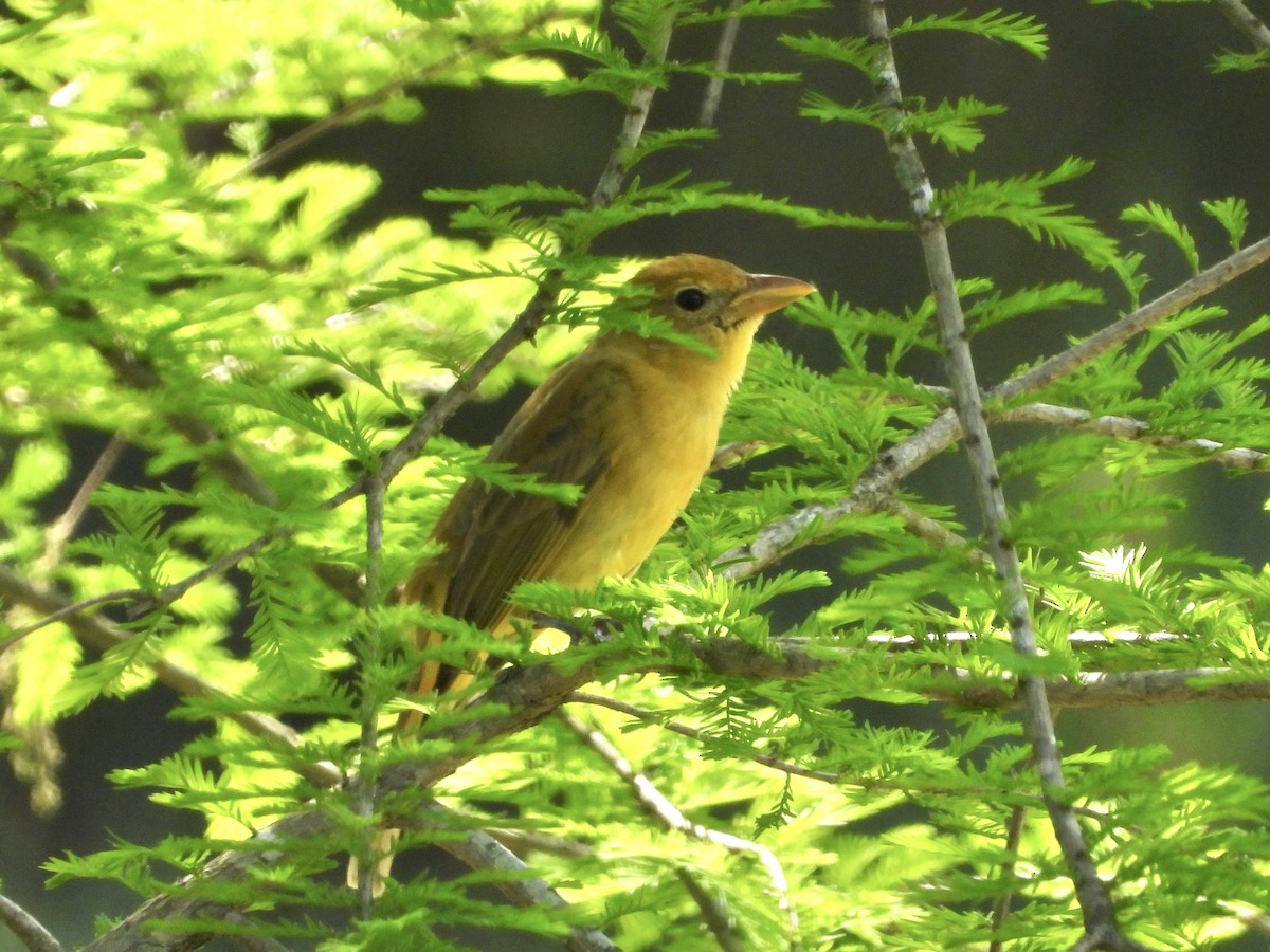 Summer Tanager - Walter Calhoun