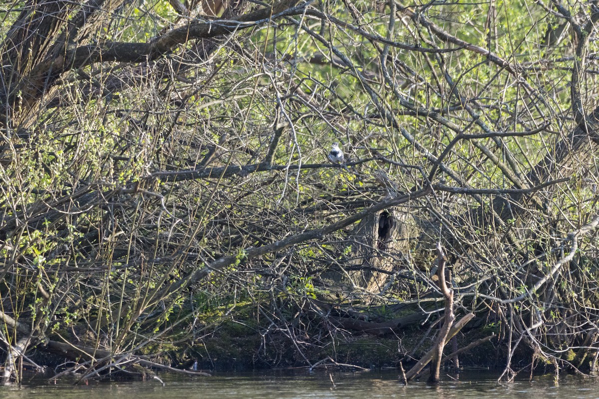 Belted Kingfisher - ML617451667