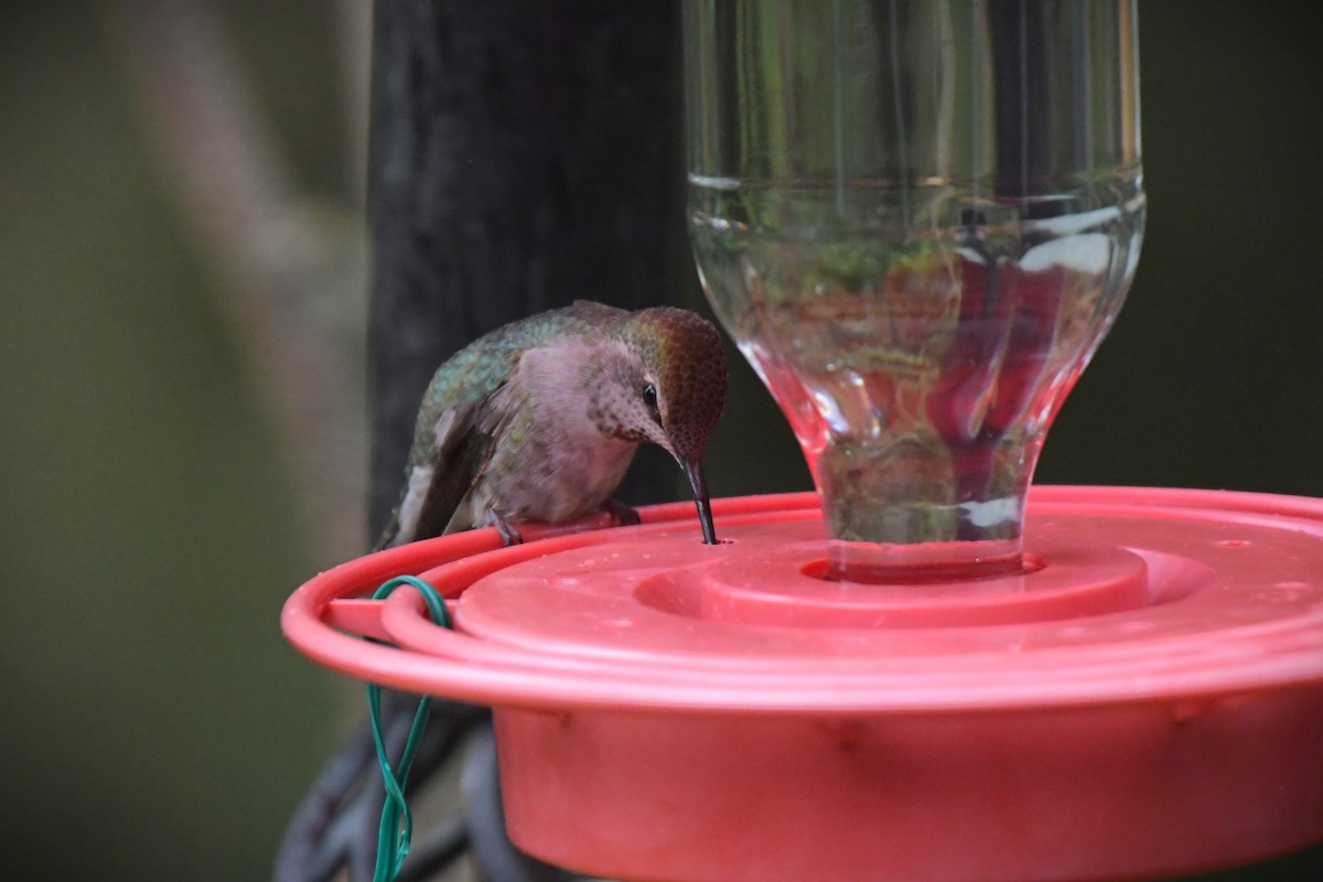 Anna's Hummingbird - ML617451694