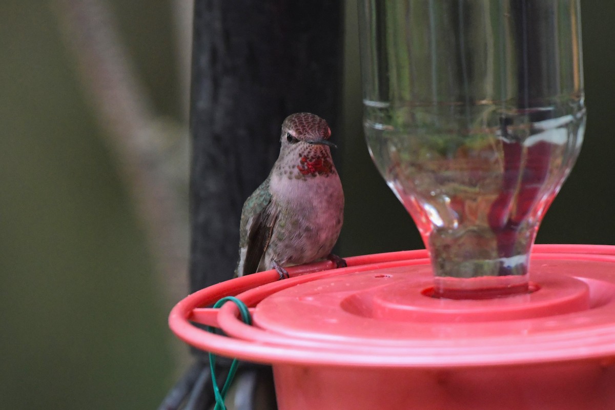 Colibrí de Anna - ML617451695