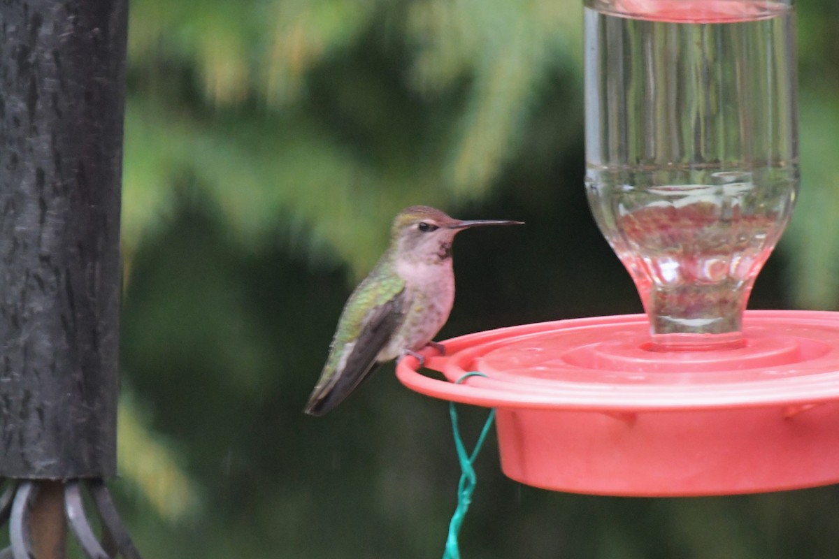 Colibrí de Anna - ML617451696