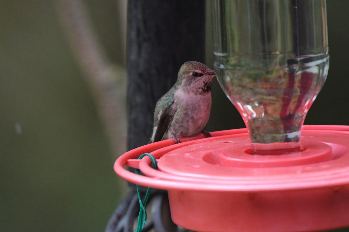 Anna's Hummingbird - ML617451697