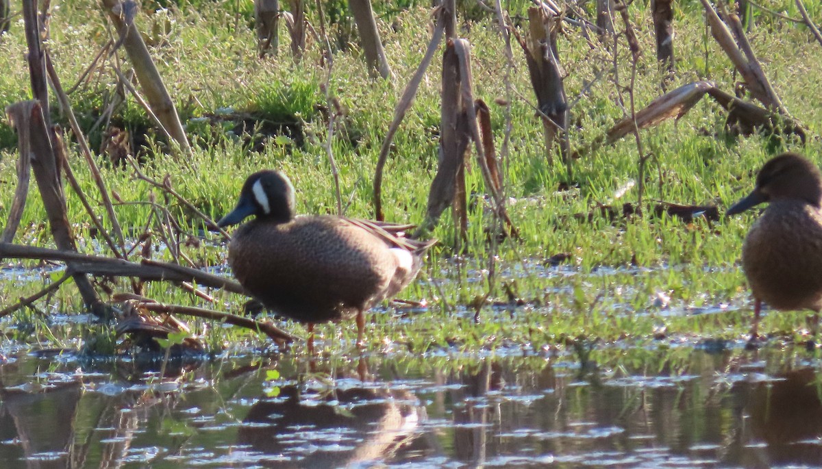 Blue-winged Teal - Peter & Jane Wolfe