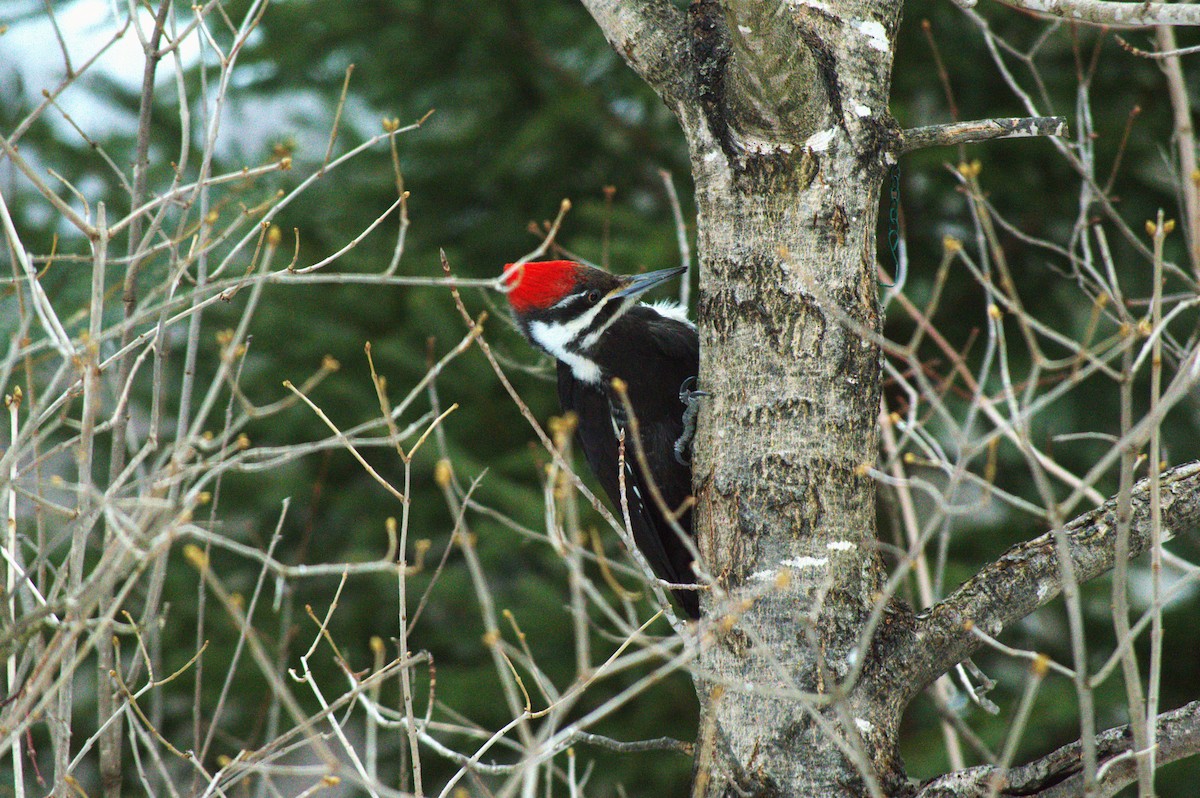 Pileated Woodpecker - ML617451747