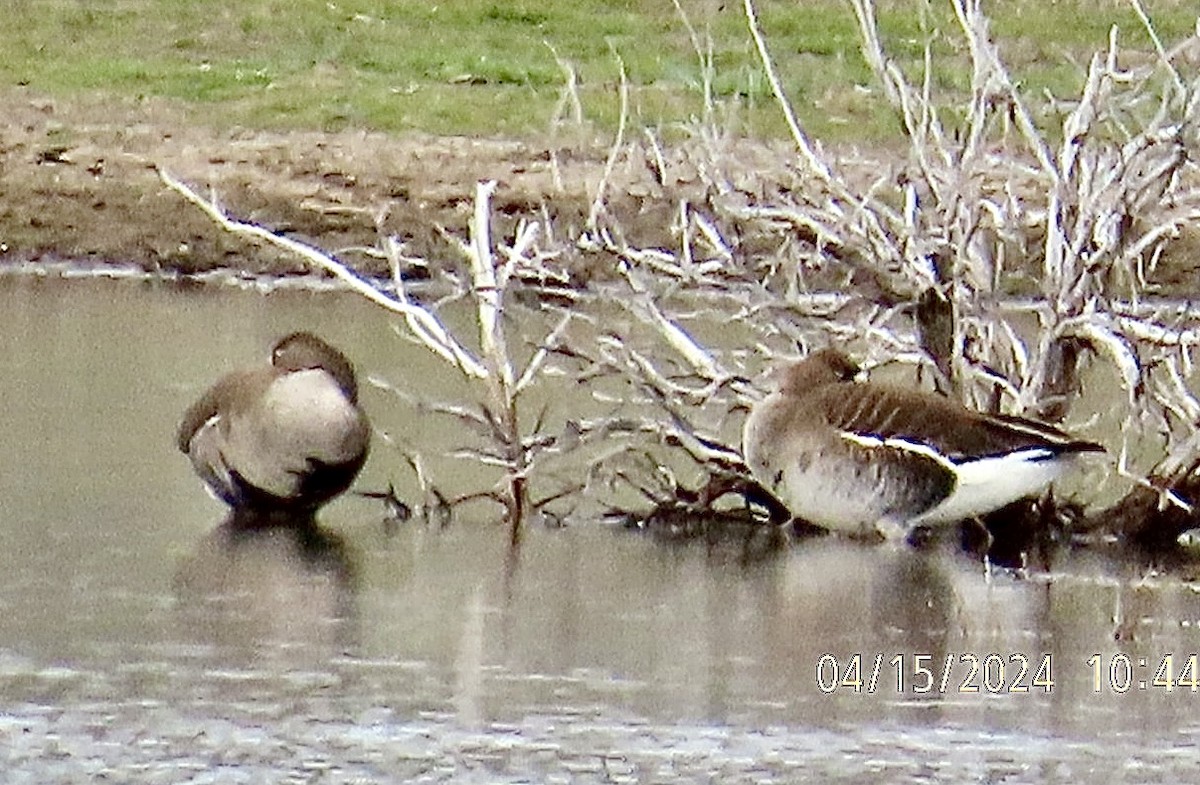 Greater White-fronted Goose - ML617451755