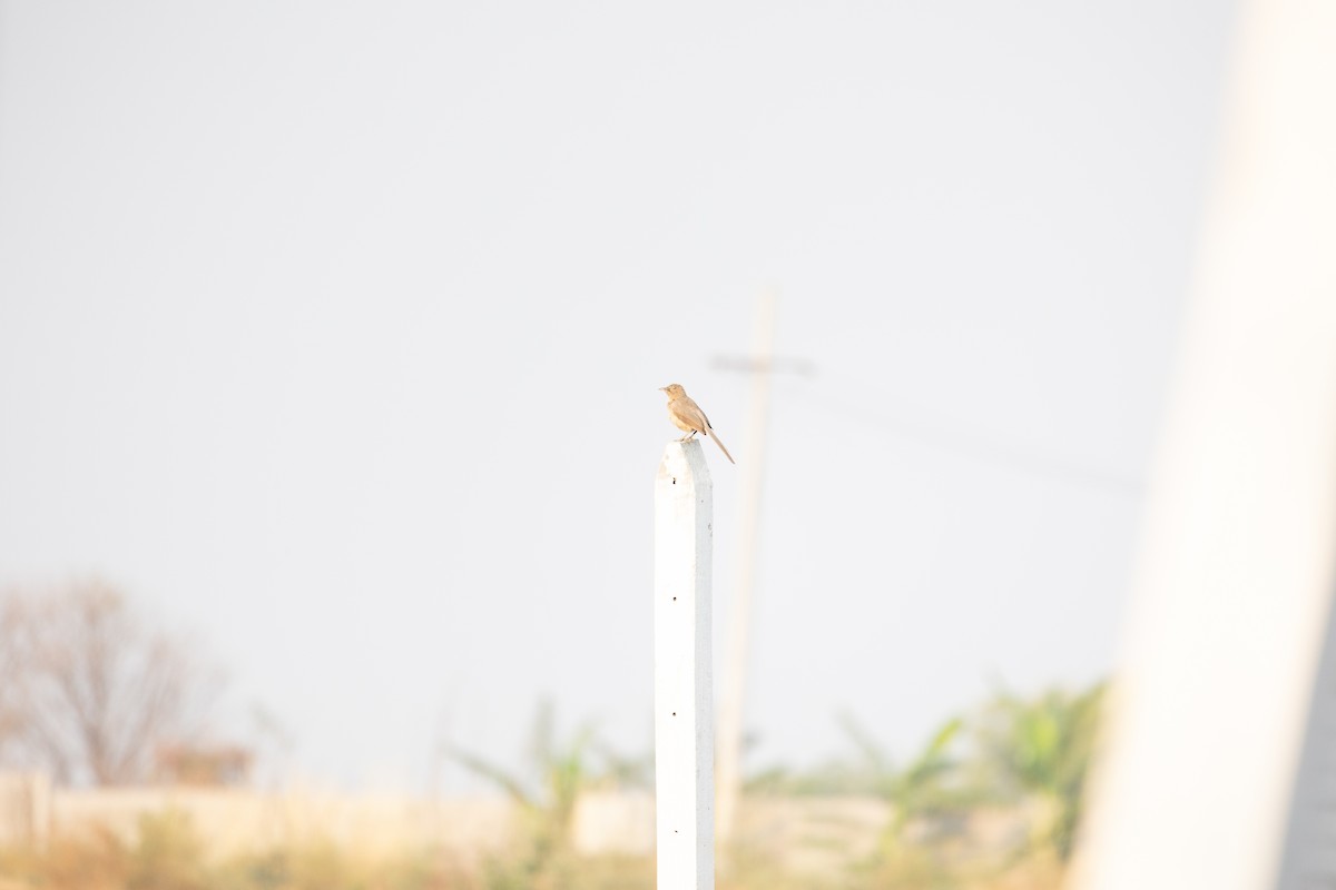 Large Gray Babbler - Chevella Banyan Trees