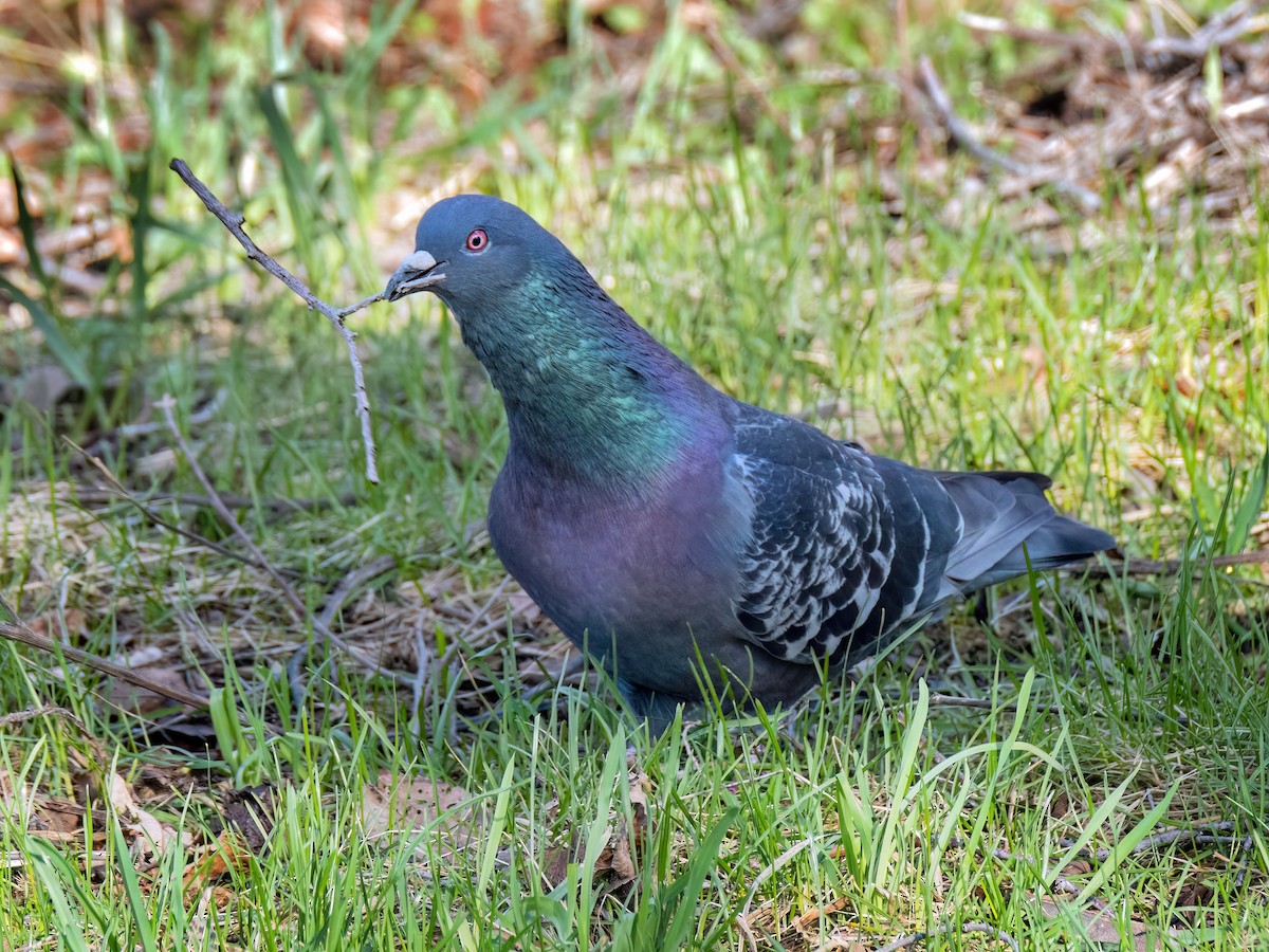 Rock Pigeon (Feral Pigeon) - ML617451759