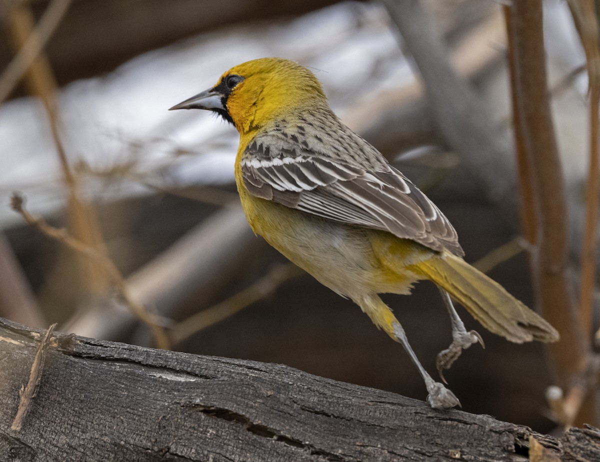 Streak-backed Oriole (West Mexican) - John Dickson