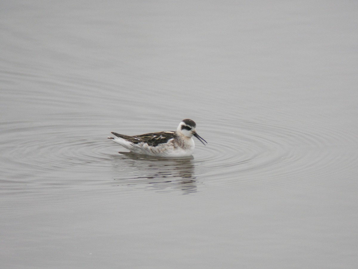 Red-necked Phalarope - ML617451786