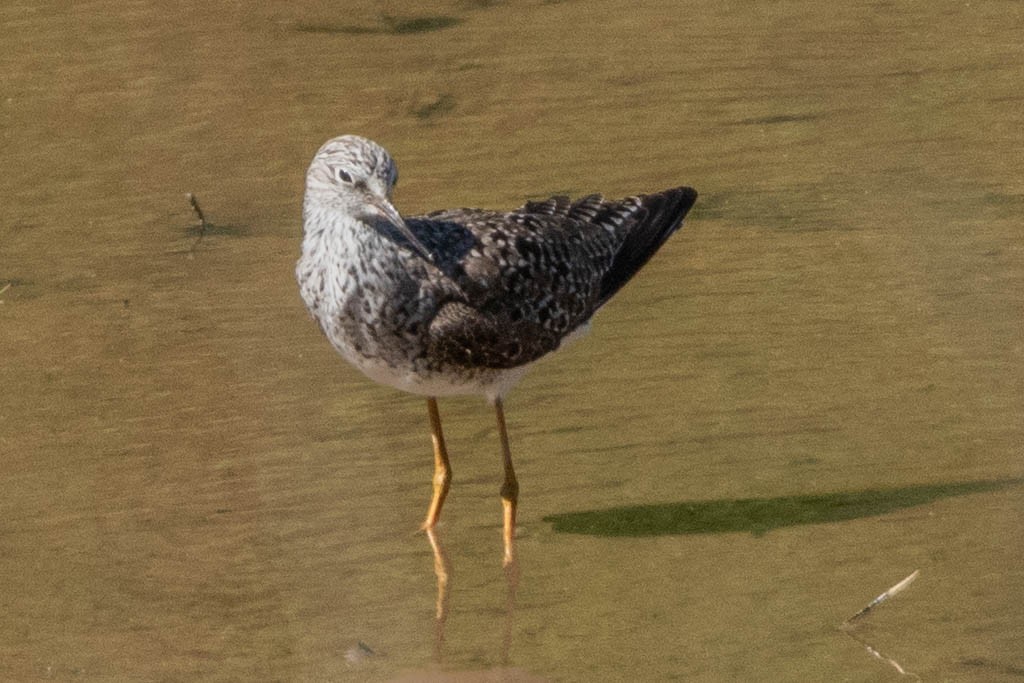 Lesser Yellowlegs - ML617451850